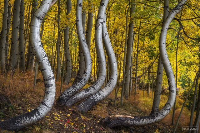 7 Fascinating Fine Art Photographs of Trees