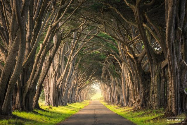 10 Breathtaking Tree Tunnels Around the World