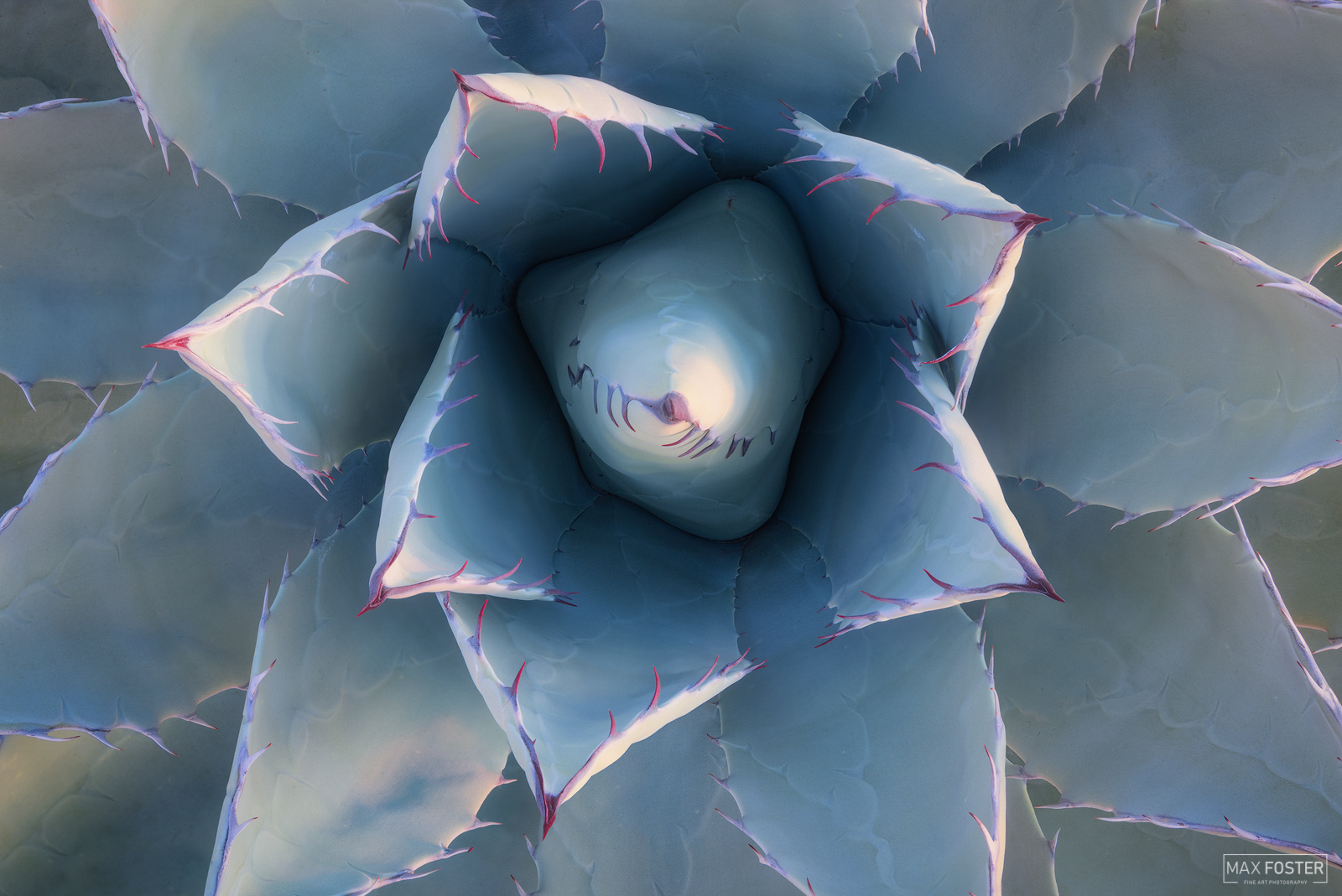 Bring nature into your home with A Dangerous Beauty, Max Foster's limited edition photography print of a Desert Agave from his...