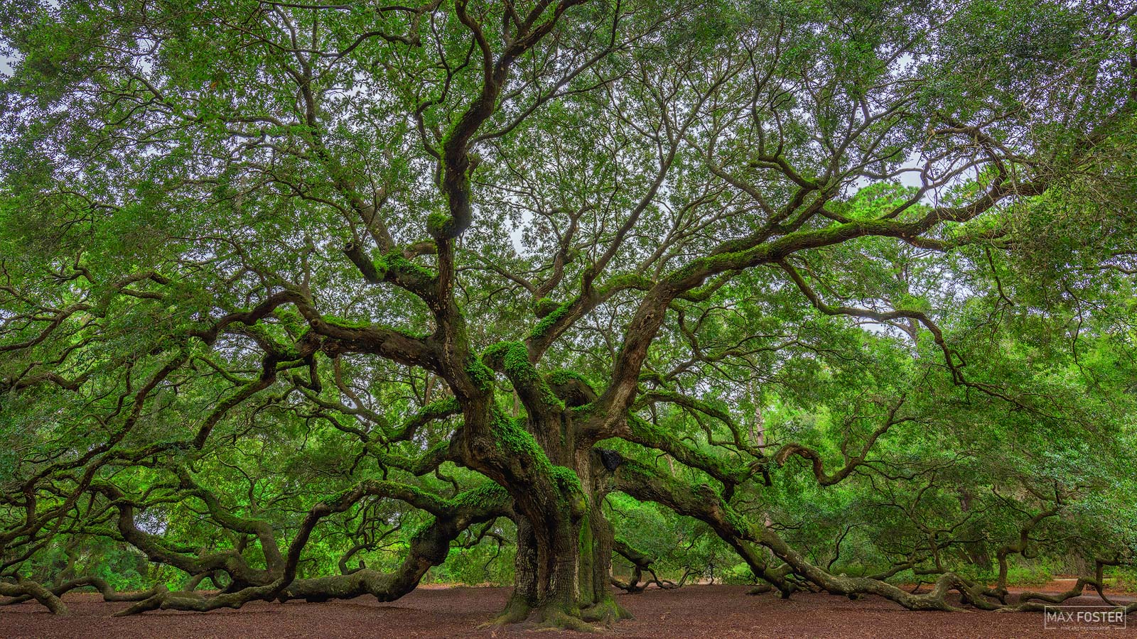 Bring your walls to life with Angel Wings, Max Foster's limited edition photography print of the famous Angel Oak in South Carolina...