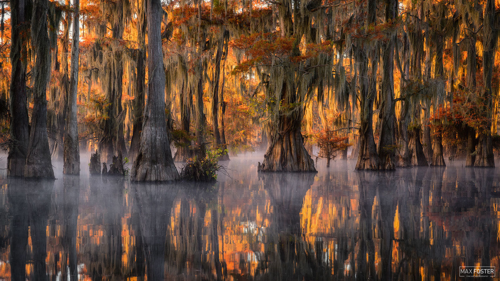 Bring your walls to life with Bayou Drapery, Max Foster's limited edition photography print of bald cypress in Caddo Lake, Texas...
