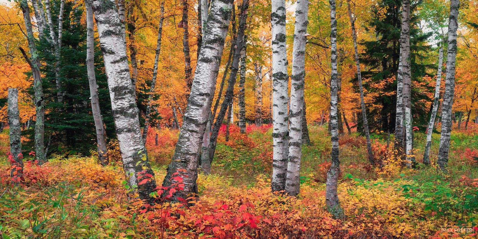 Fine Art Limited Edition of 100 The panoramic format version of Catching Fire, taken in the Superior National Forest near Lutsen...