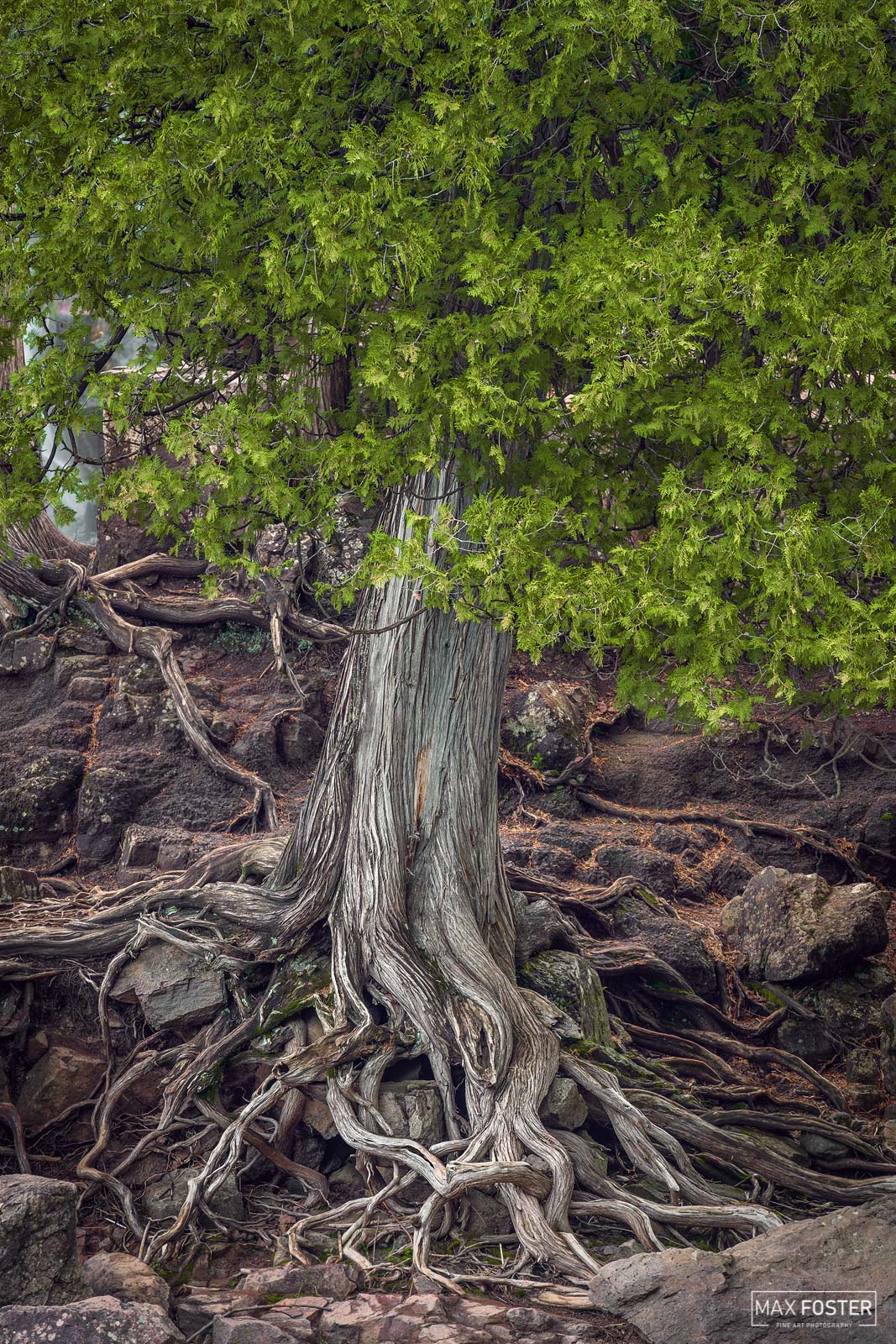 Bring nature into your home with Deep Rooted, Max Foster's limited edition photography print of an old cedar tree in Gooseberry...