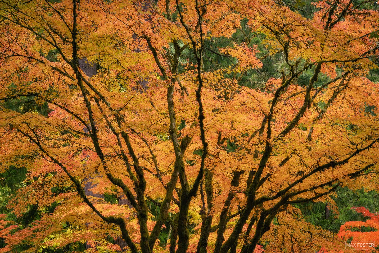 Bring nature into your home with Dreamcatcher, Max Foster's limited edition photography print of a Japanese Maple Tree in the...