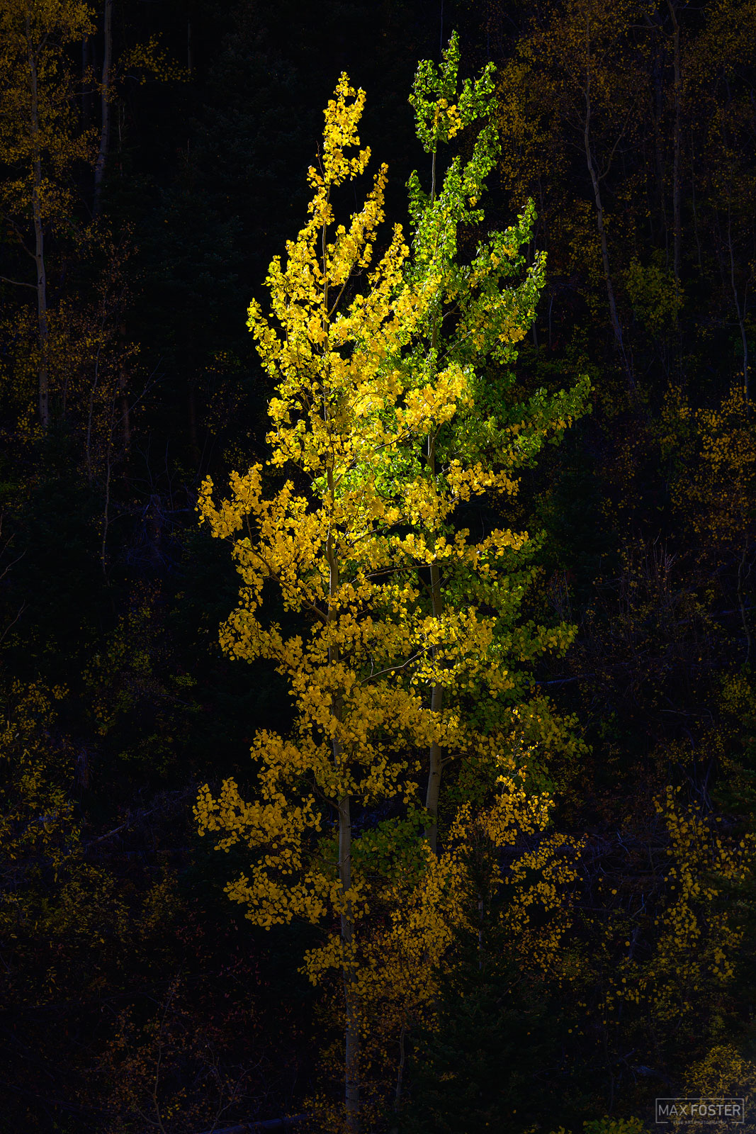 Refresh your space with Entwined, Max Foster's limited edition photography print of an Aspen tree in Colorado from his Autumn...