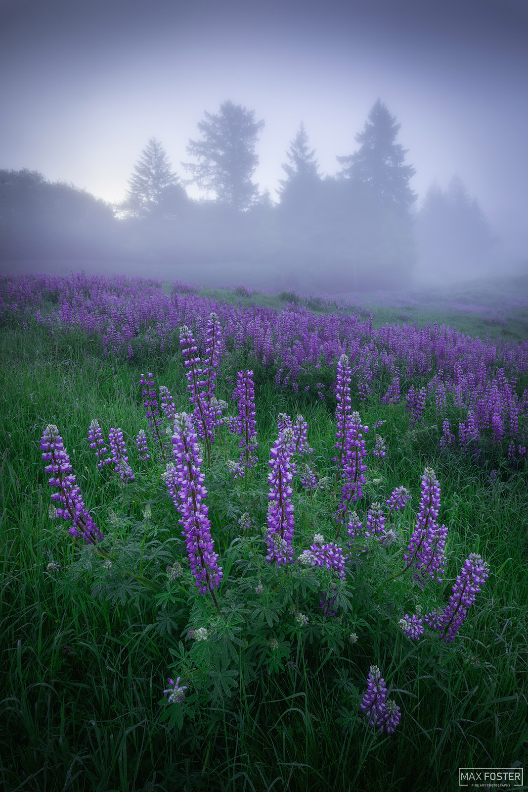 Enhance your home with Foggy Flora, Max Foster's limited edition photography print of purple Lupine in Redwood National Park...