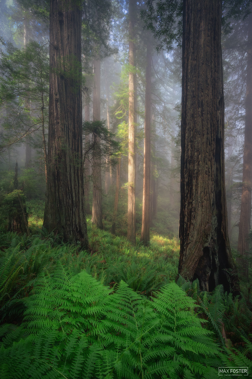 Elevate your space with Forest Aura, Max Foster's limited edition photography print of coast redwoods in Redwood National Park...