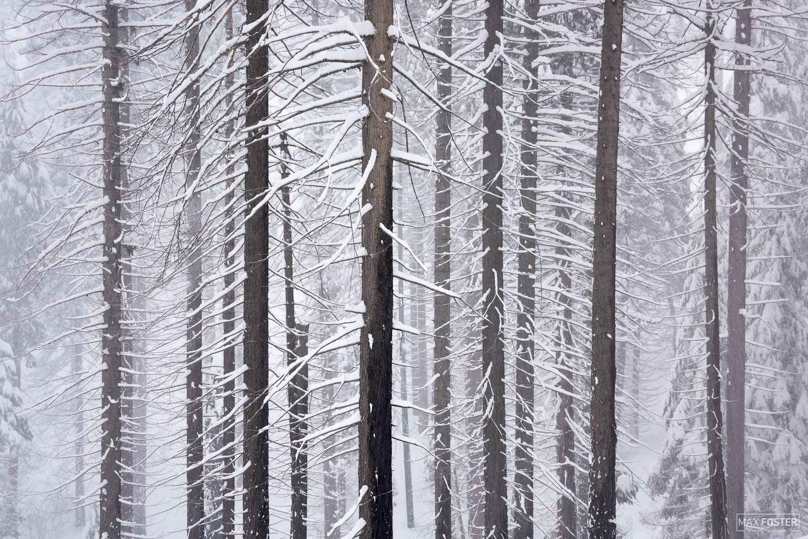 Bring your walls to life with Ghosts, Max Foster's limited edition photography print of winter in Sequoia & Kings Canyon National...