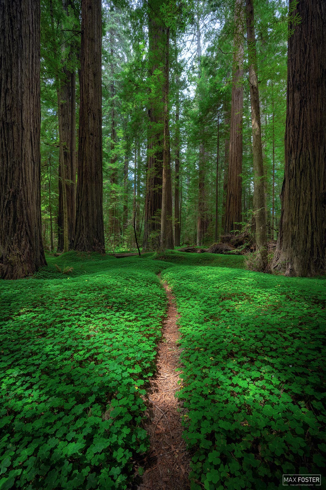 Breathe new life into your home with Hallowed Ground, Max Foster's limited edition photography print of Coast Redwoods in California...