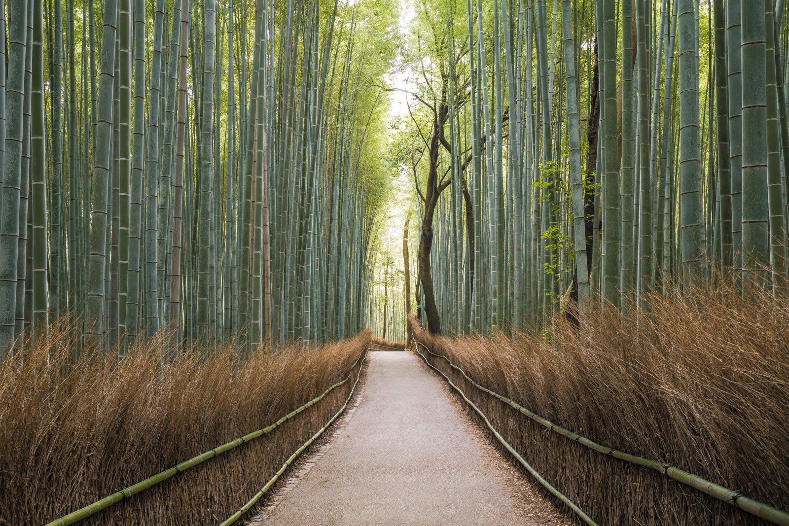 Sagano Bamboo Forest, Kyoto, Japan