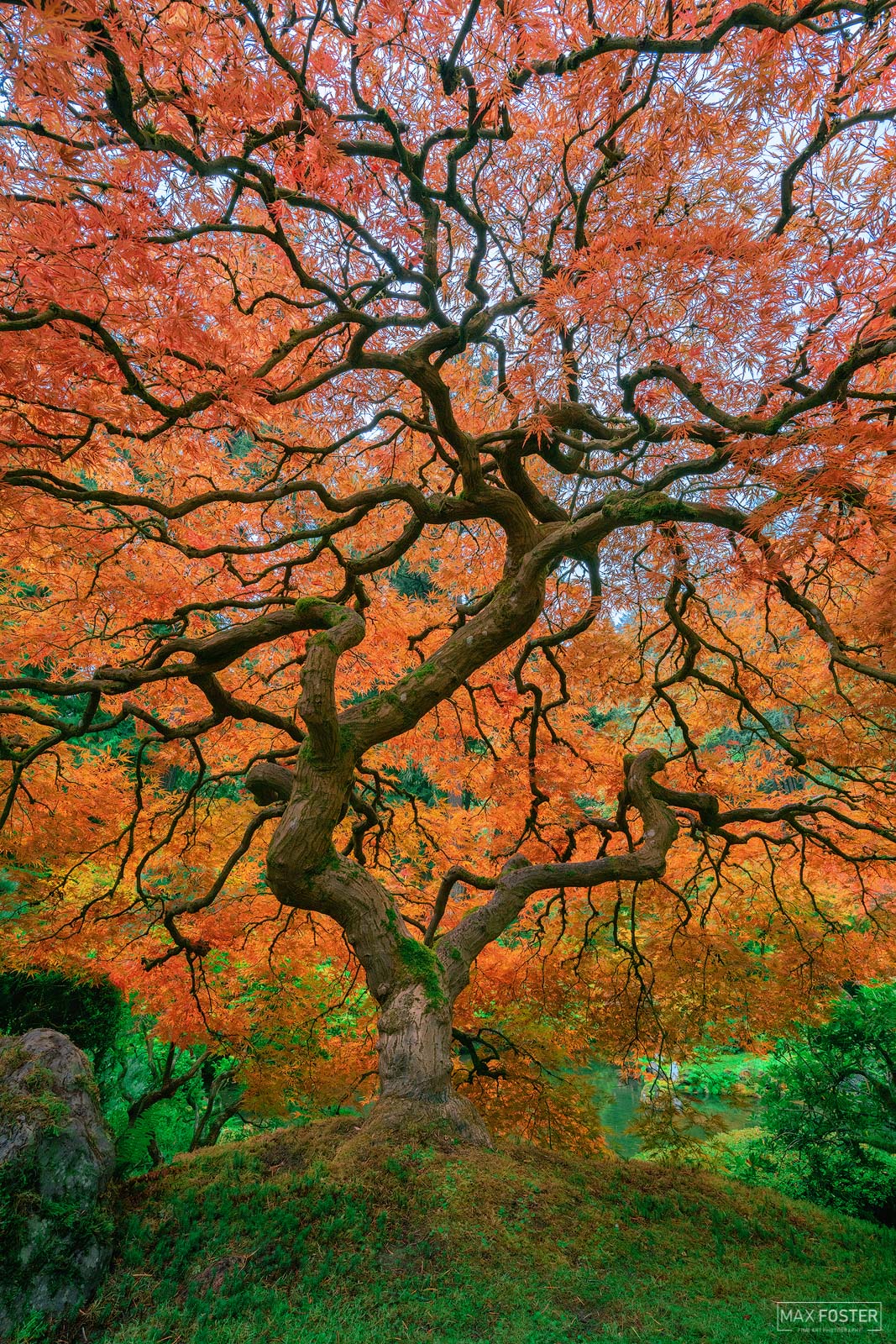 Living Legend, Japanese Maple, Oregon. Photo © copyright by Max Foster