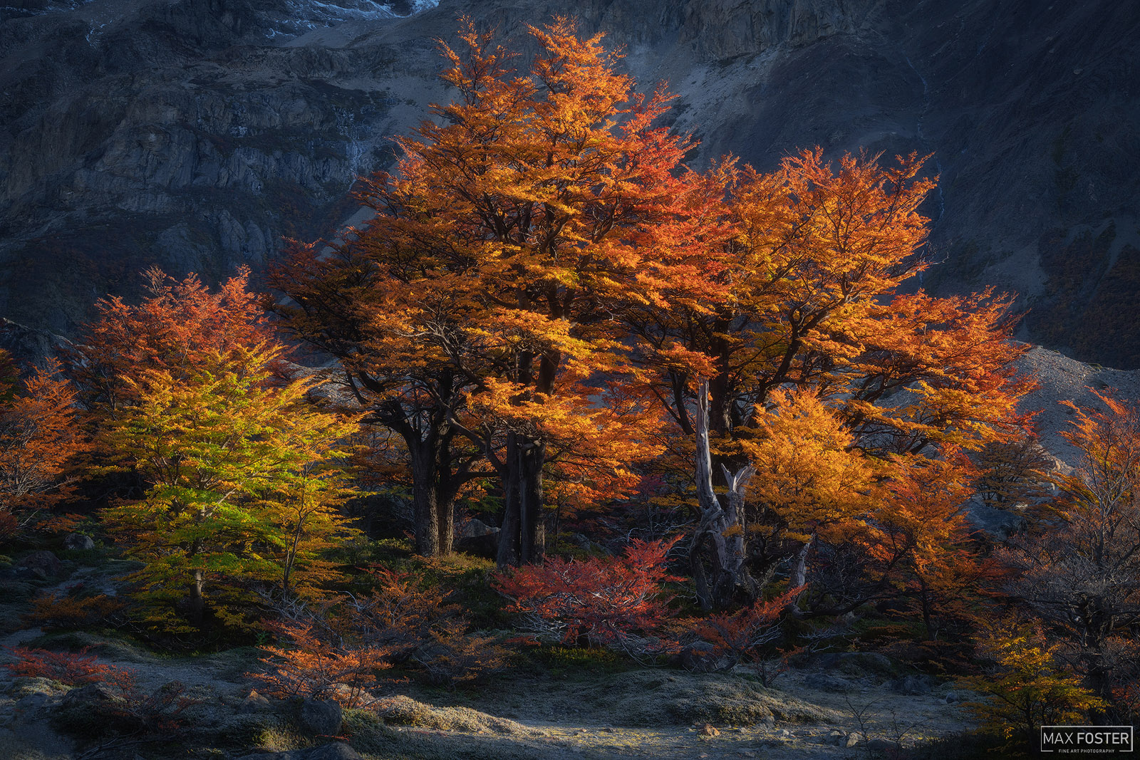 Enrich your living space with Luminous, Max Foster's limited edition photographic print of Lenga trees showcasing peak fall color...