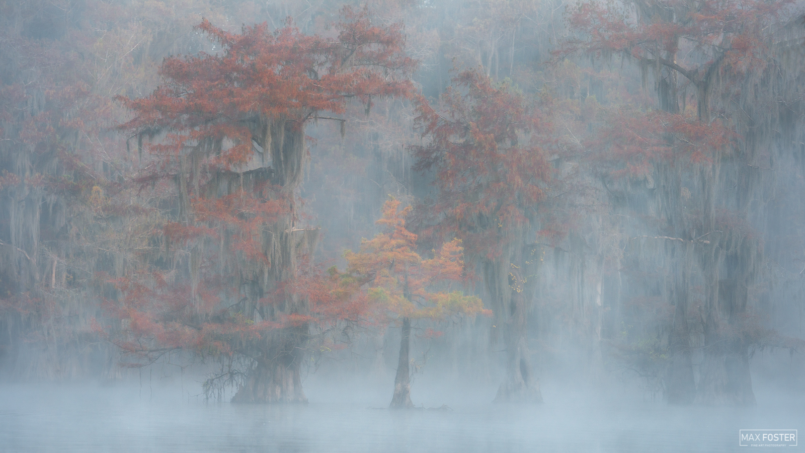 Refresh your space with Nature's Mystery, Max Foster's limited edition photography print of bald cypress in Caddo Lake, Texas...