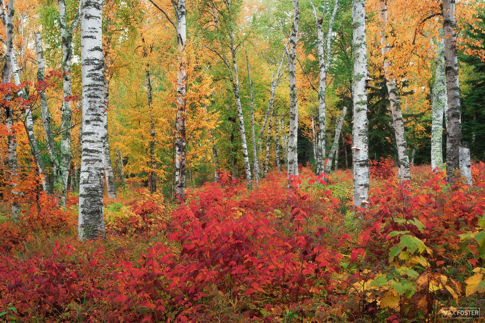 Refresh your space with Northland Zen, Max Foster's limited edition photography print of birch trees in the Superior National...