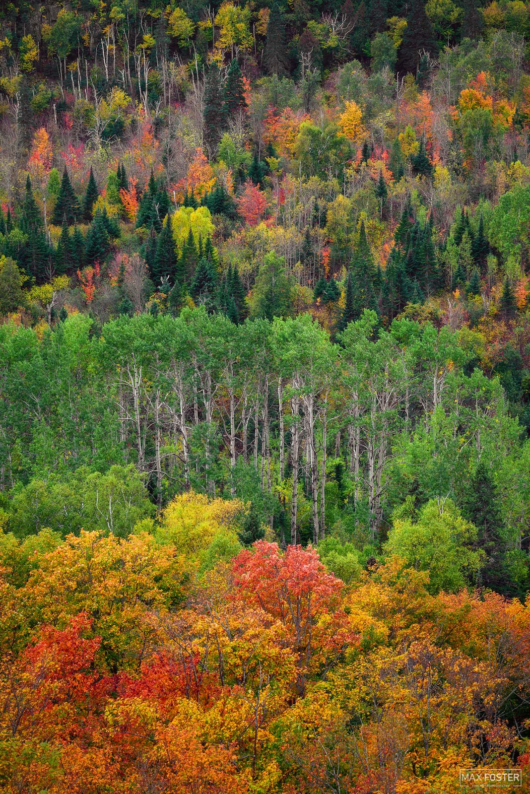 Elevate your space with Northwoods Contrast, Max Foster's limited edition photography print of Superior National Forest in Minnesota...