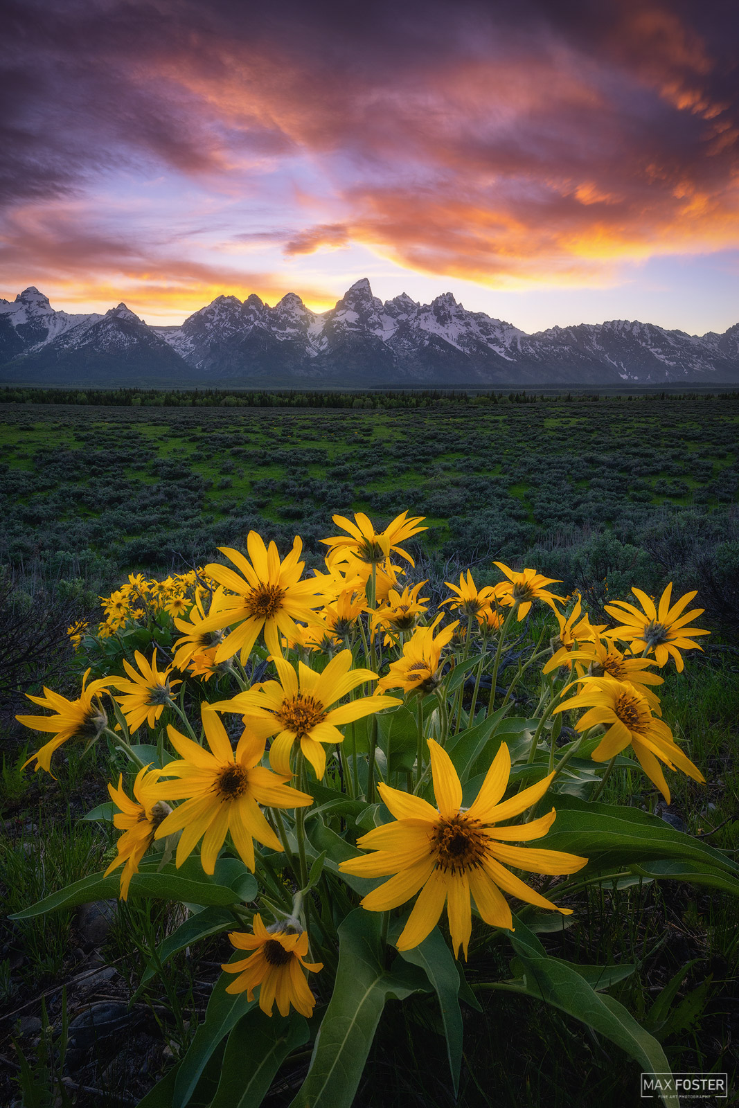 Elevate your space with Renewal, Max Foster's limited edition photography print of Balsamroot wildflowers in Grand Teton National...