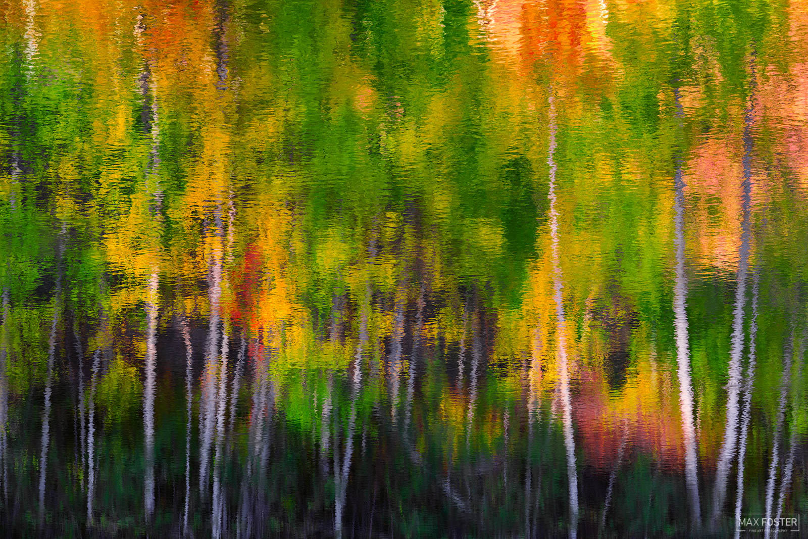 Breathe new life into your home with Shimmering Waters, Max Foster's limited edition photography print of aspen trees reflecting...