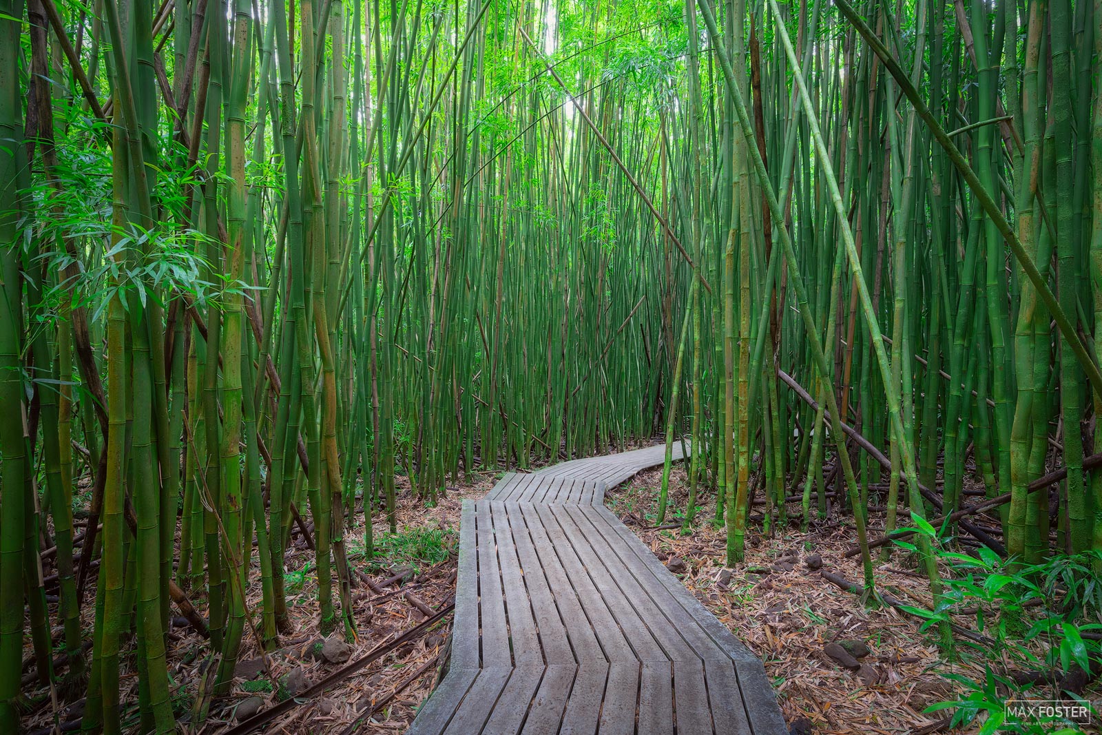 Refresh your space with Shoots and Ladders, Max Foster's limited edition photography print of the Bamboo Forest on Maui from...