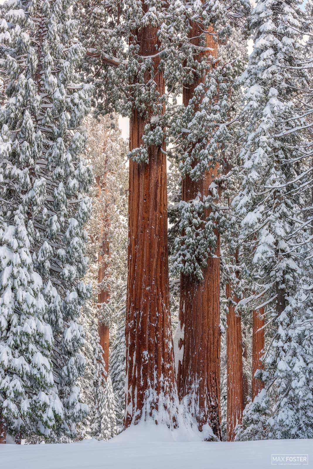 Elevate your space with Standing Still, Max Foster's limited edition photography print of Giant Sequoias in Kings Canyon National...