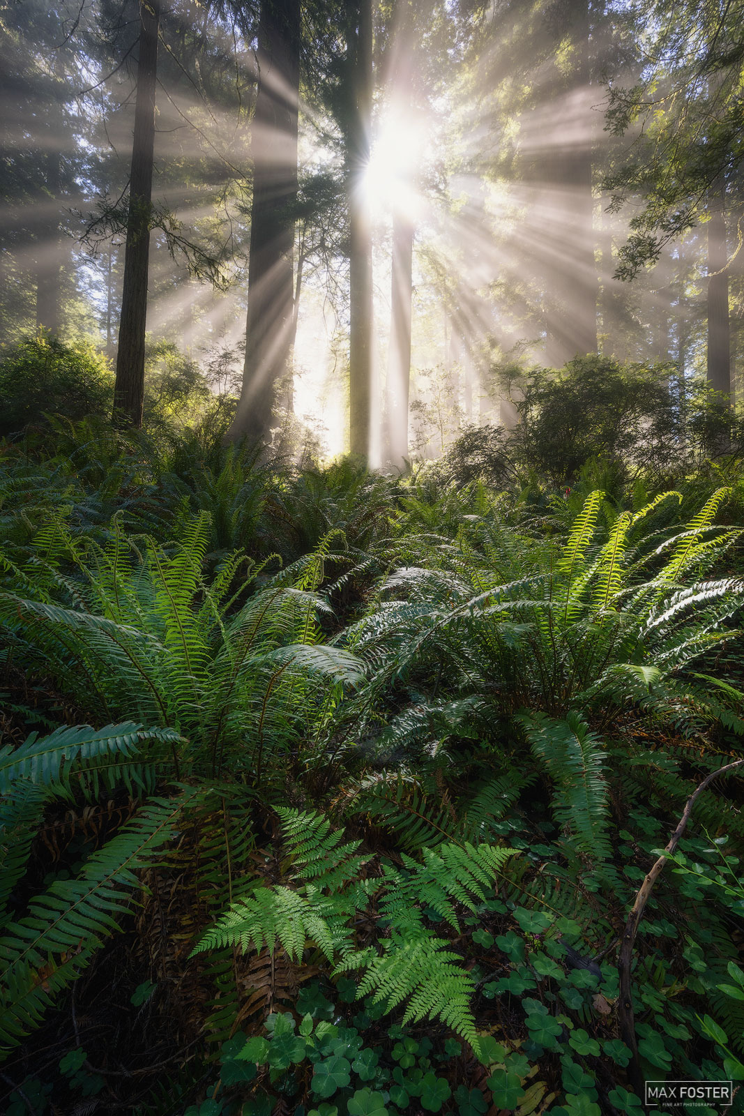Elevate your space with Still Of The Light, Max Foster's limited edition photography print of Coast Redwoods in California from...