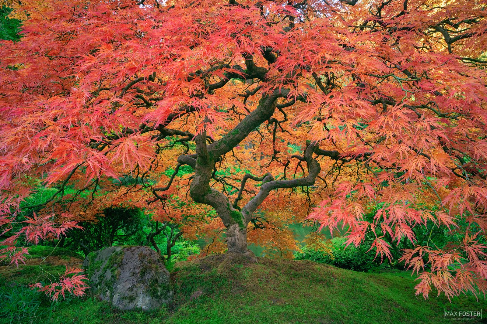 Refresh your space with Sunbrella, Max Foster's limited edition photography print of a Japanese Maple Tree in the Portland Japanese...