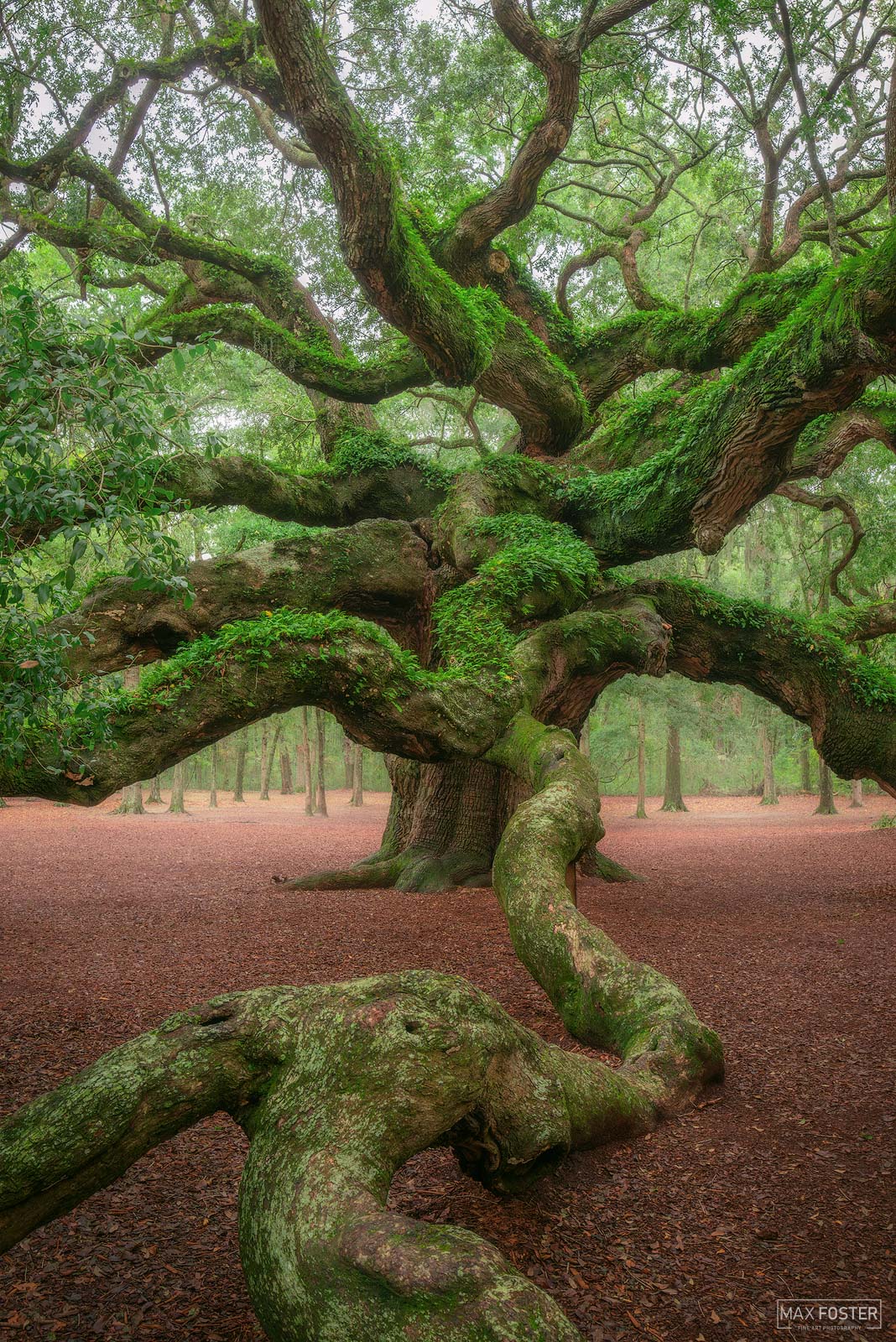 Bring nature into your home with Tangled Titan, Max Foster's limited edition photography print of the famous Angel Oak in South...