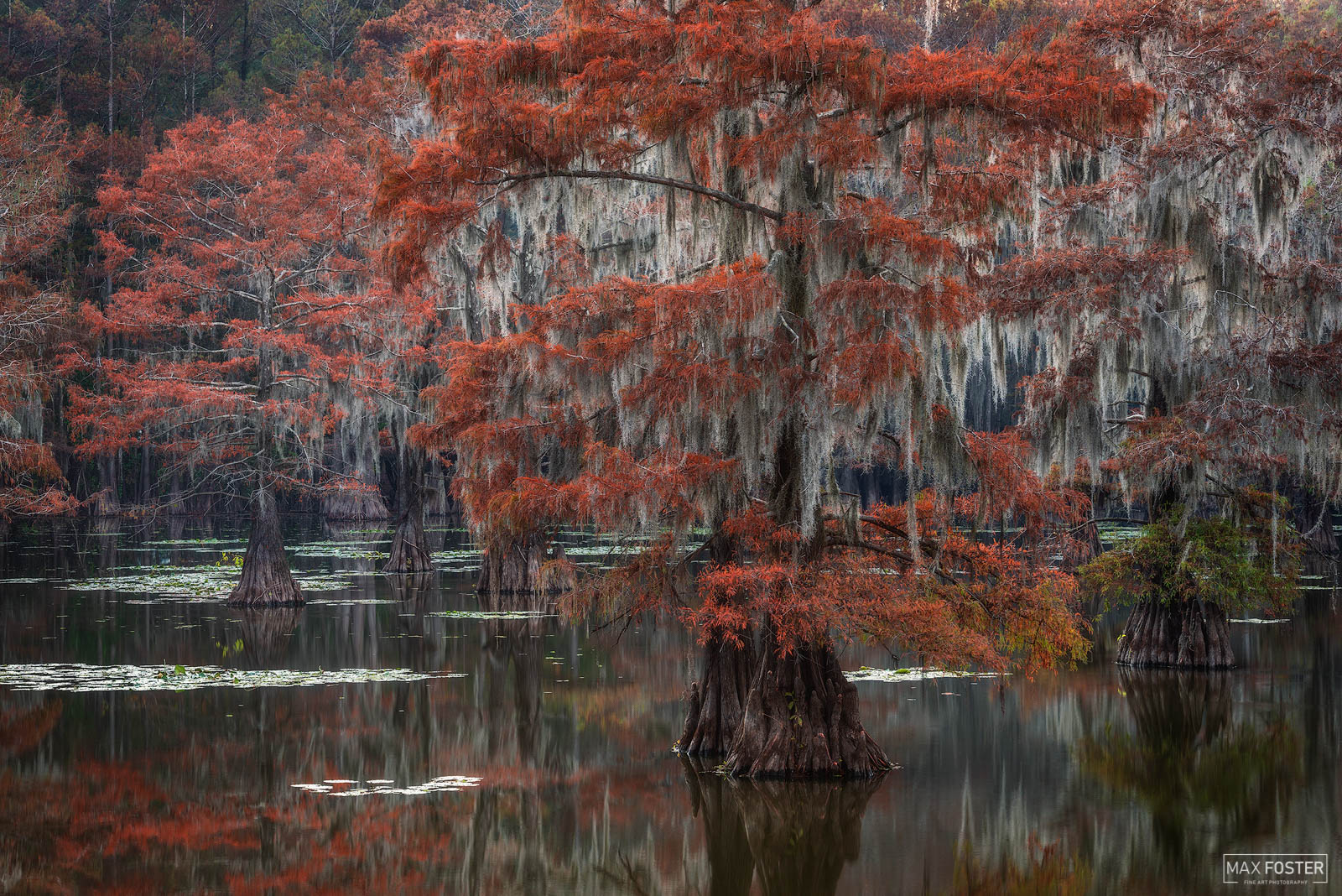 Refresh your space with Tapestry Of The South, Max Foster's limited edition photography print of bald cypress in Caddo Lake...