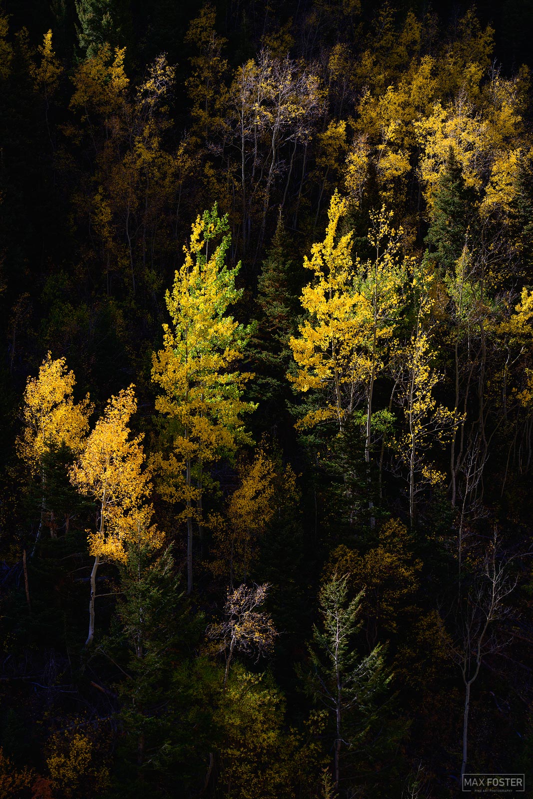 Bring nature into your home with The Blink Of An Eye, Max Foster's limited edition photography print of Aspen trees in Colorado...