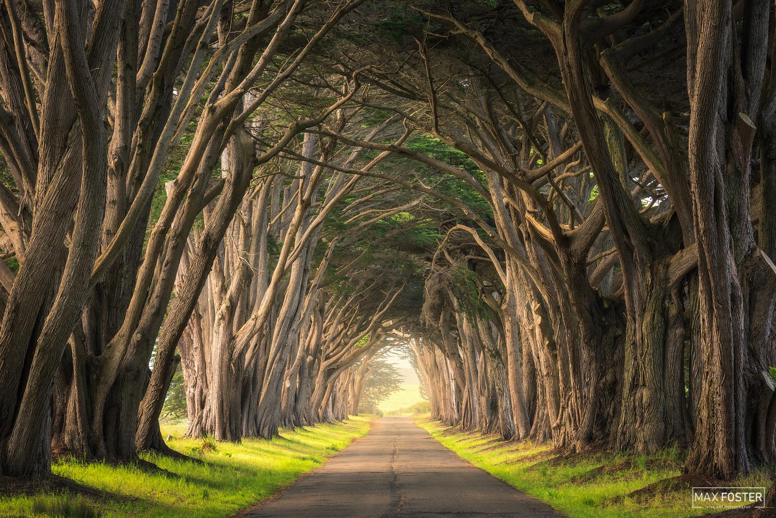 Elevate your space with The Light Within, Max Foster's limited edition photography print of the famous cypress tree tunnel at...