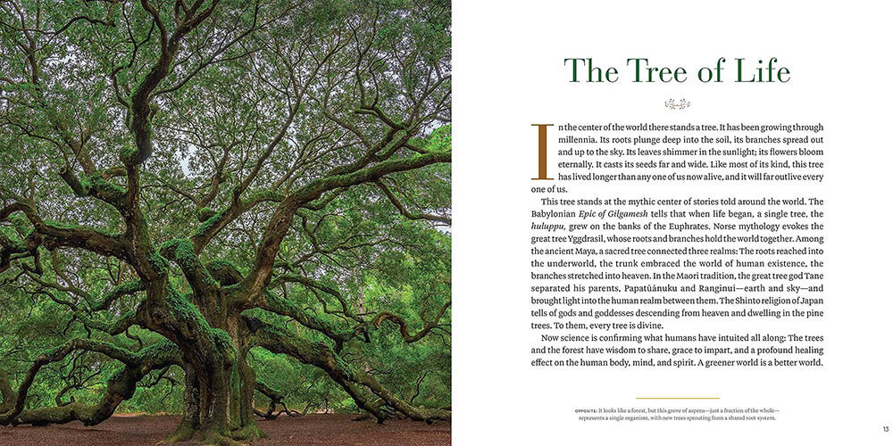 Angel Wings by Max Foster as Seen in National Geographic's Into the Forest: The Secret Language of Trees | Page 17