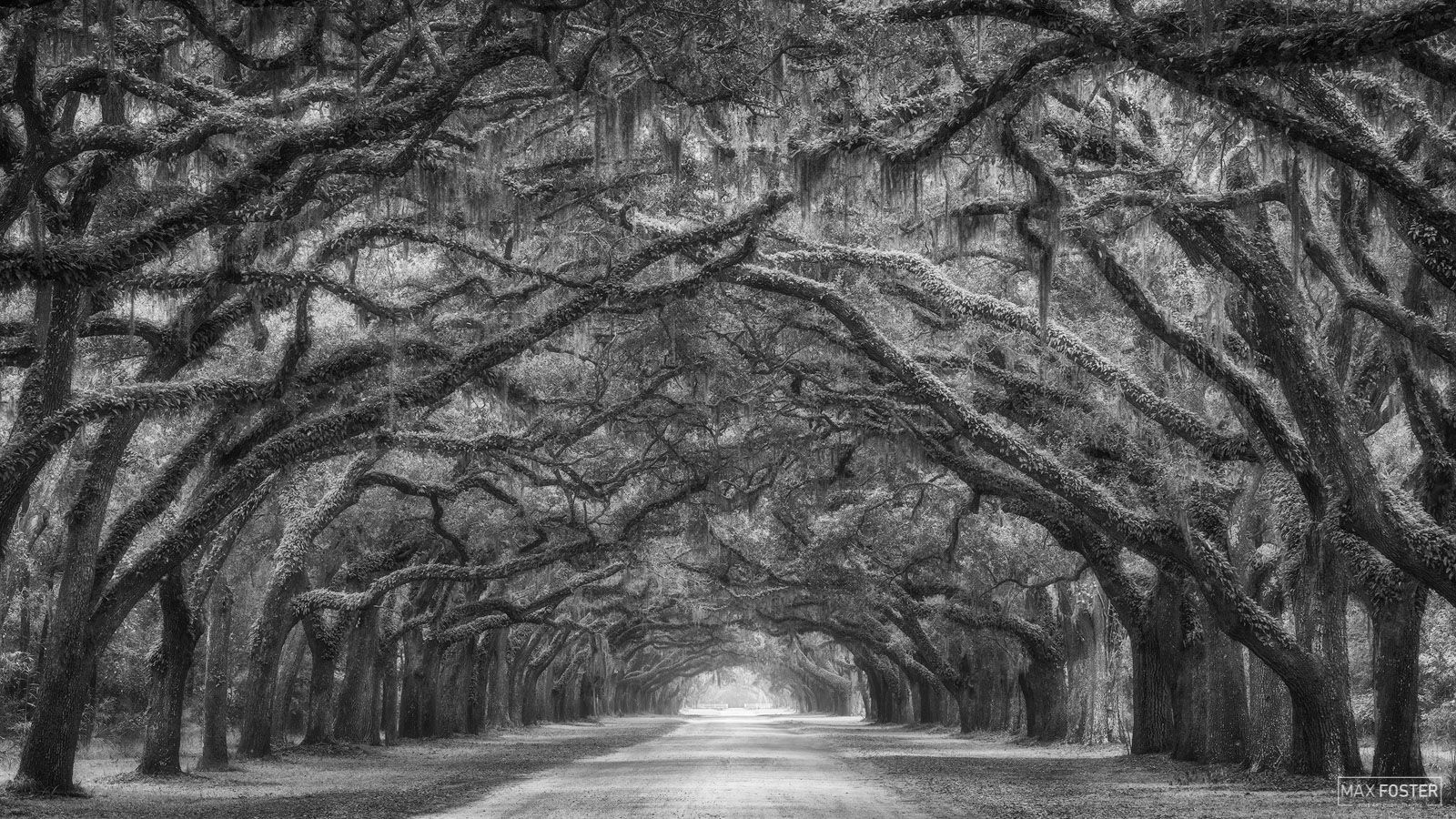 Bring nature into your home with Tunnel Vision Monochrome, Max Foster's limited edition photography print of the famous oak tree...